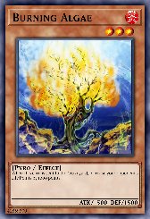 Burning Algae