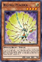Bujingi Peacock