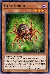 Baby Spider