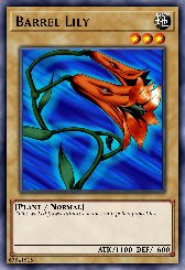 Barrel Lily