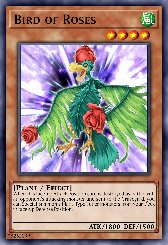 Bird of Roses