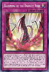 Blooming of the Darkest Rose